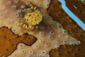 Crab on a sea cucumber by Tony Makin 